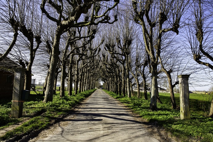 Lellens bomen